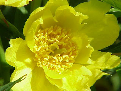 Paeonia lutea,
,
Peony