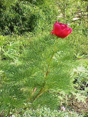 Paeonia tenuifolia,
fringed peony,
pivoine &agrave; feuilles menues