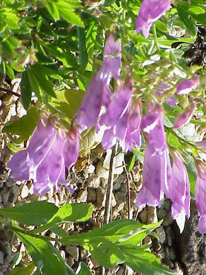 Bush penstemon Bush penstemon
