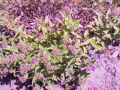 Hairy beardtongue