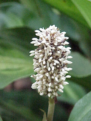 Palisota pynaertii