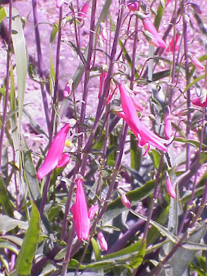 Beardlip penstemon Beardlip penstemon