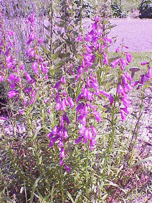 Bellflower beardtongue Bellflower beardtongue