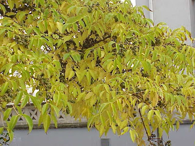Chinese corktree Chinese corktree