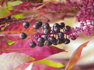 Fitolaca