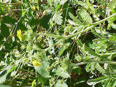 Potentilla fulgens