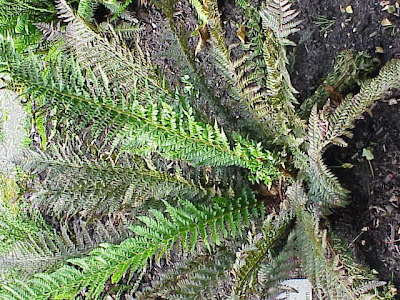Polystichum aculeatum (L.) Roth