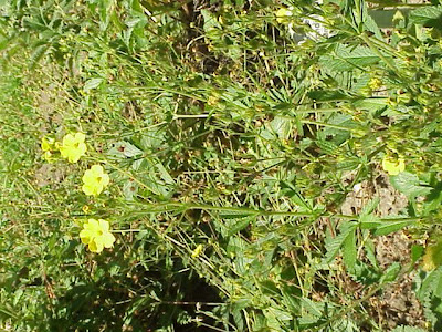 Palmleaf cinquefoil