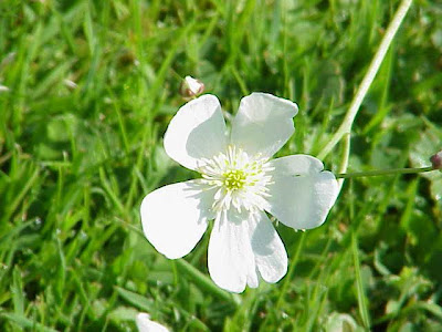 Ranunculus aconitifolius,
,
Ranuncolo a foglie di Aconito