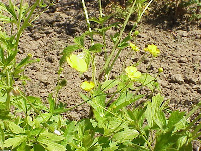 Goldilocks Buttercup Goldilocks Buttercup