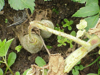 Unicorn-plant