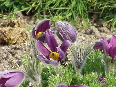 Pulsatilla montana (Hoppe) Rchb.