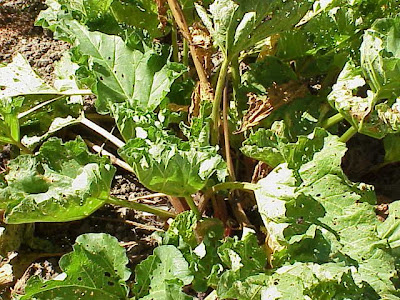 Garden rhubarb