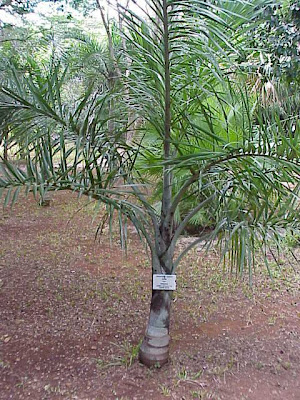 Florida cherry palm