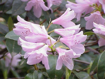 Rhododendron aechmophyllum