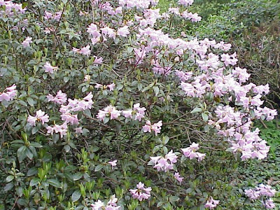 Rhododendron aechmophyllum
