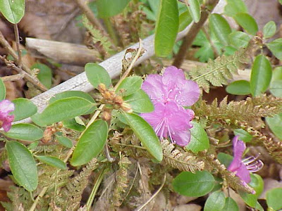 Chinese Alpenrose Chinese Alpenrose
