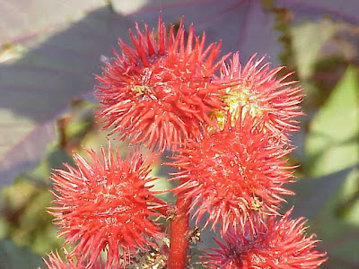 Ricinus communis L.