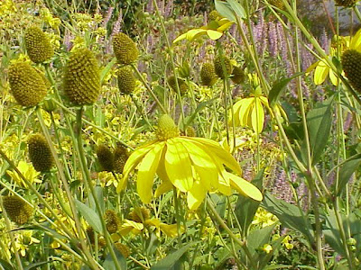 Cut-leaf coneflower Cut-leaf coneflower