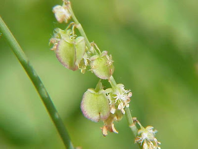 French sorrel