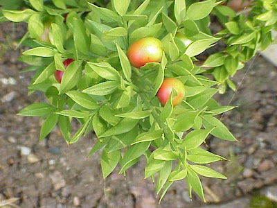 Butcher's-broom Butcher's-broom