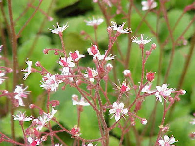 Sacifraga umbrosa