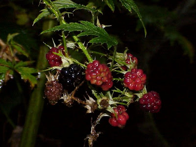 Cut-leaved blackberry Cut-leaved blackberry