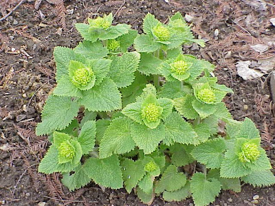Yellow Figwort Yellow Figwort