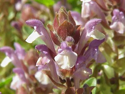 Scutellaria alpina L.