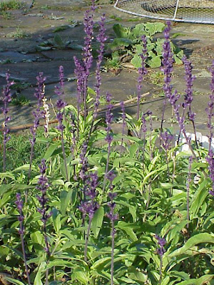 Blue Sage