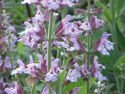 Salvia officinalis L.