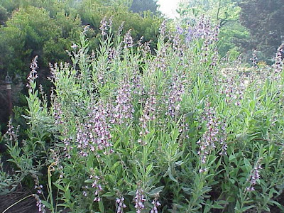 Kitchen sage
