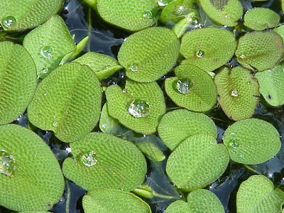 Eared watermoss