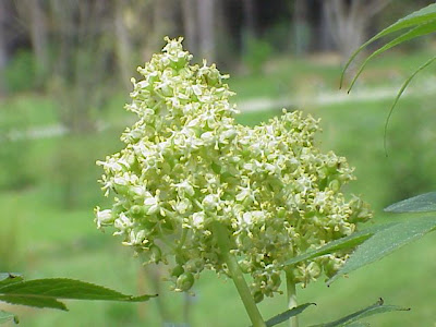 European red elder
