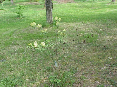 European red elder