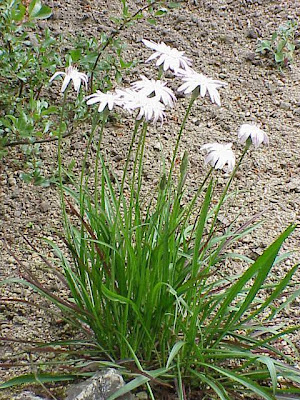 Scorzonera purpurea,
Purple Viper's Grass,
Scorzonera purpurea