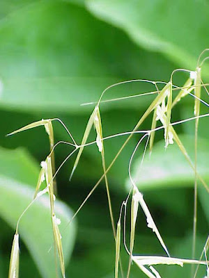 Golden Oats