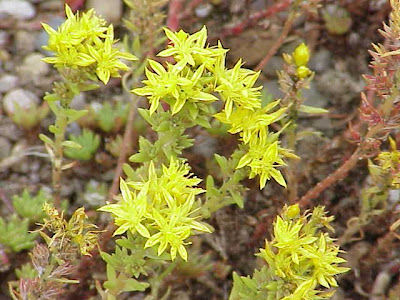 Wormleaf stonecrop