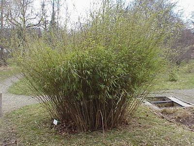 Hardy blue bamboo Hardy blue bamboo