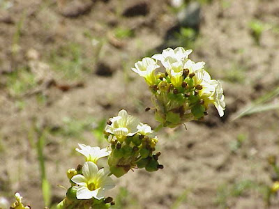 Pale Yellow Eyed Grass Pale Yellow Eyed Grass