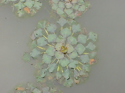 Caltrop