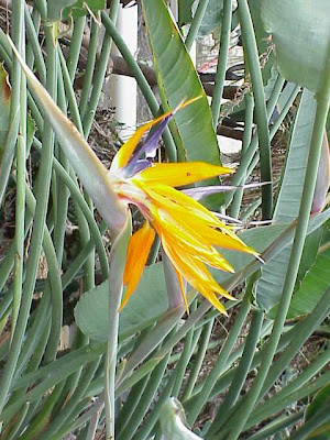 Oiseau du paradis