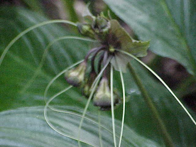 Tacca integrifolia,
batflower,
batplant