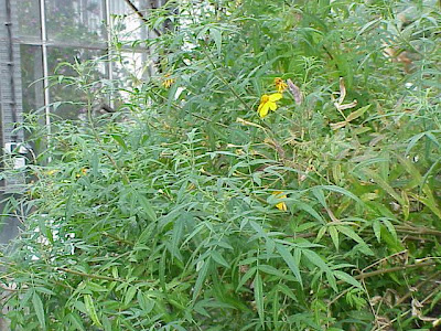 Tagetes lemmoni