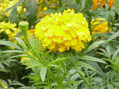 Tagetes x erecta