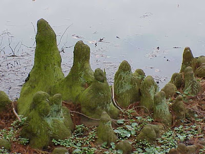 Cipresso delle paludi Cipresso delle paludi
