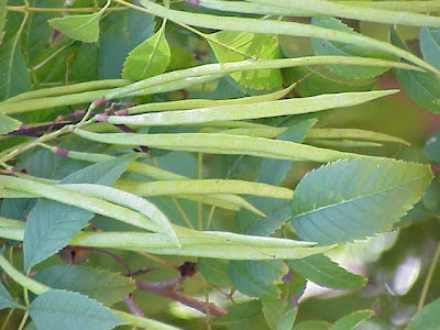 Ip�-amarelo-de-jardim