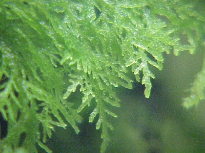 Tamarisk thuidium moss
