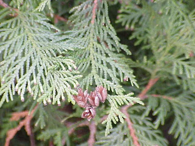 Eastern arborvitae