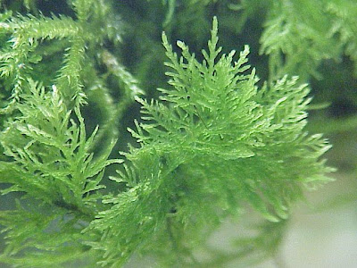 Tamarisk thuidium moss